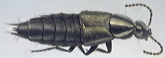 Philonthus cognatus